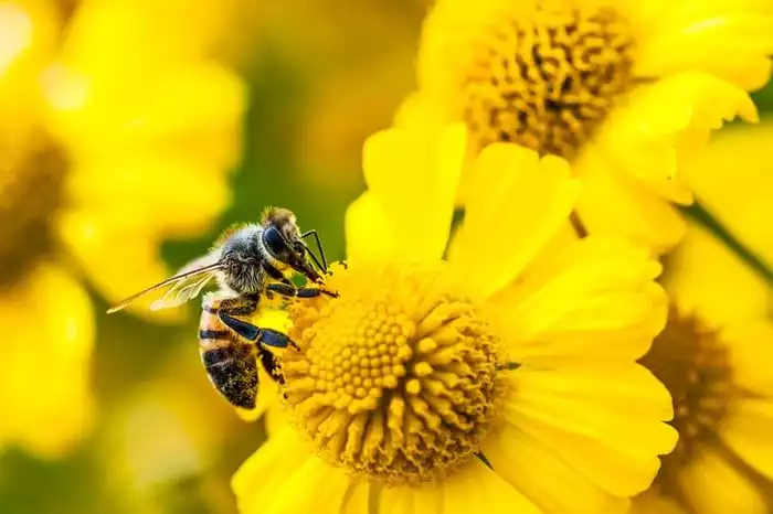 20 de Maio Dia Mundial das Abelhas